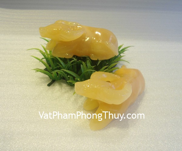 Trâu Hoàng Long vàng,đem lại ấm no, sung túc thịnh vượng M114 cap trau hoang long m114 1 Trâu Hoàng Long vàng,đem lại ấm no, sung túc thịnh vượng M114